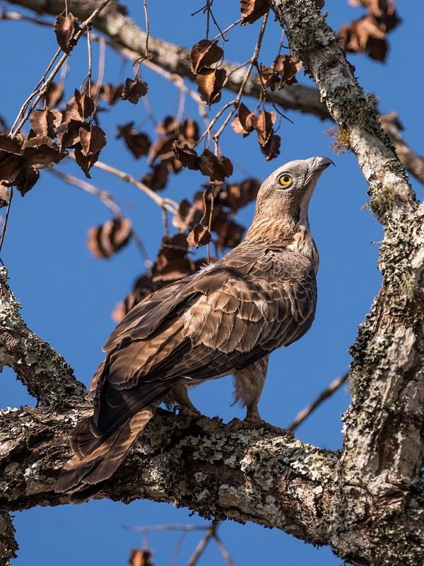 Aziatische wespendief (Pernis ptilorhynchus) in Thailand