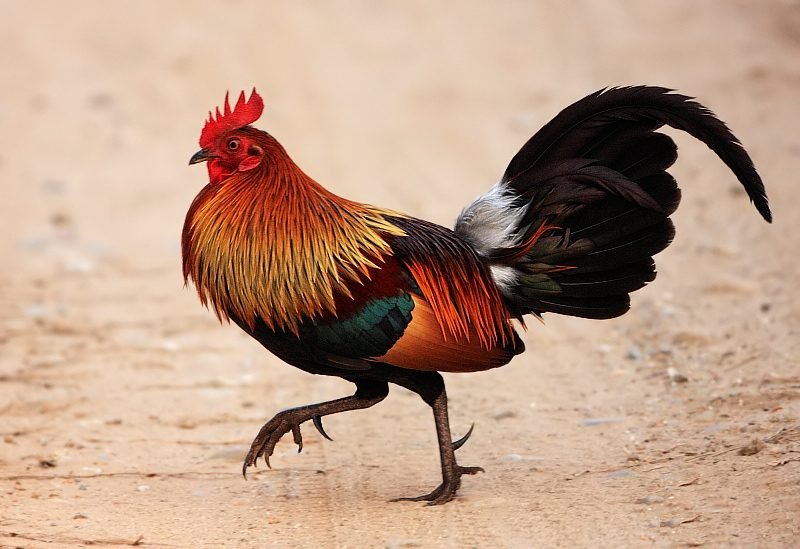 Bankivahoen (Gallus gallus) in Thailand