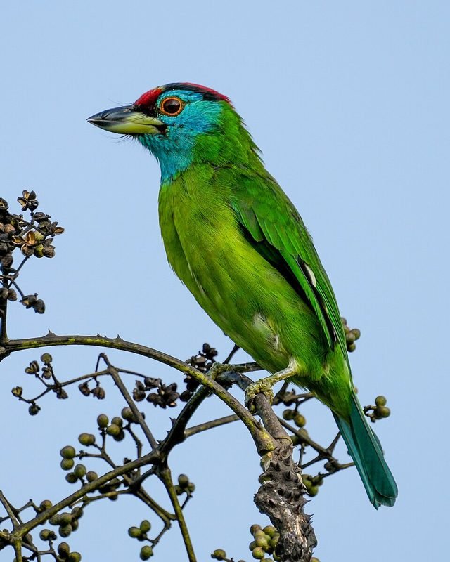 Blauwkeelbaardvogel (Psilopogon asiaticus) in Thailand