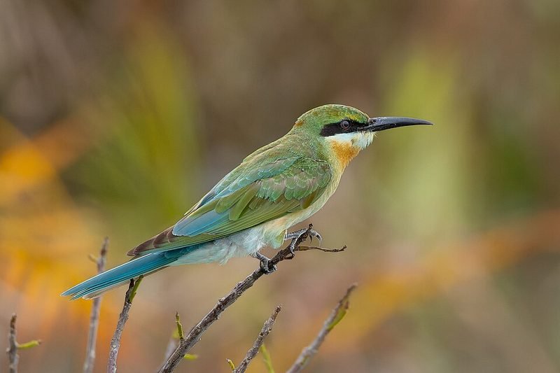 Blauwstaartbijeneter (Merops philippinus) in Thailand