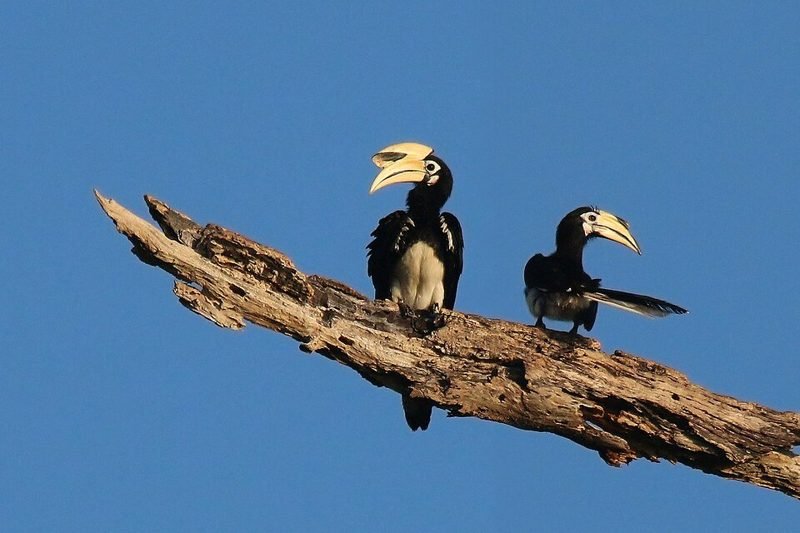 Bonte neushoornvogel (Anthracoceros albirostris) in Thailand