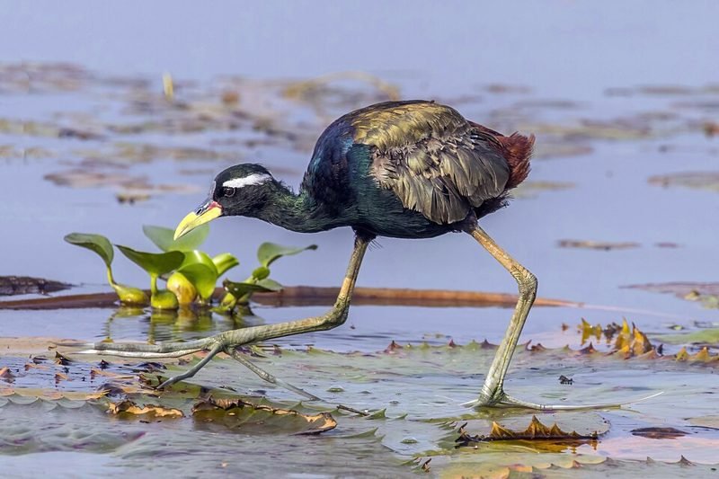 Bronsvleugeljacana (Metopidius indicus) in Thailand