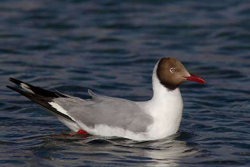Bruinkopmeeuw (Chroicocephalus brunnicephalus) in Thailand