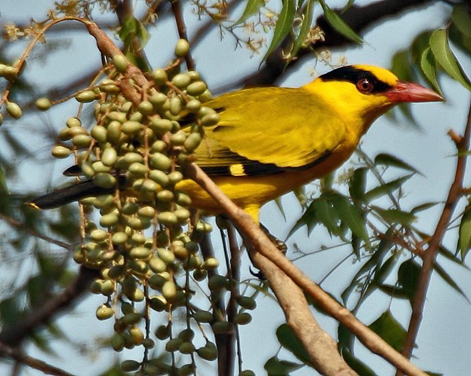 Chinese wielewaal (Oriolus chinensis) in Thailand