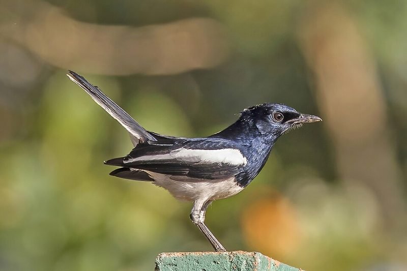 Dayallijster (Copsychus saularis) in Thailand
