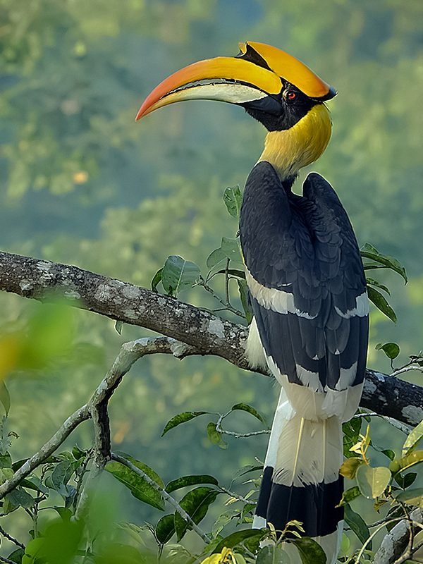 Dubbelhoornige neushoornvogel (Buceros bicornis) in Thailand
