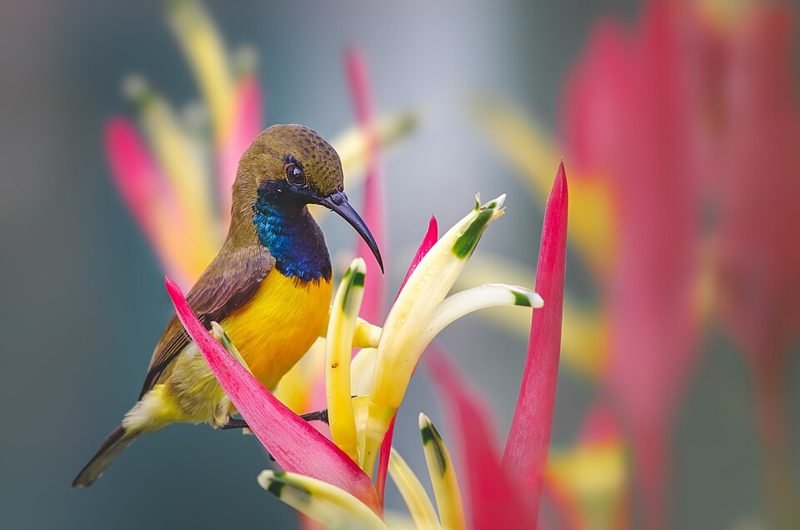 Filipijnse honingzuiger (Cinnyris jugularis) in Thailand