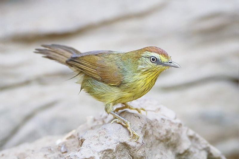 Geelborsttimalia (Mixornis gularis) in Thailand