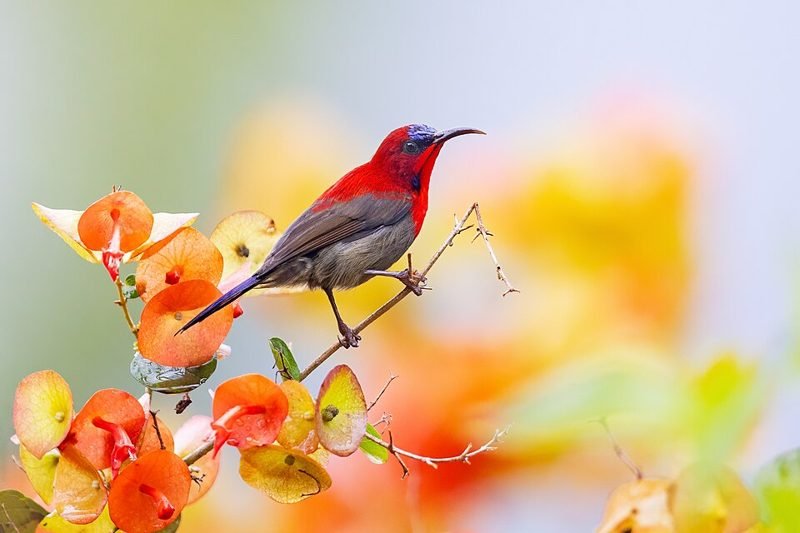 Geelrughoningzuiger (Aethopyga siparaja) in Thailand