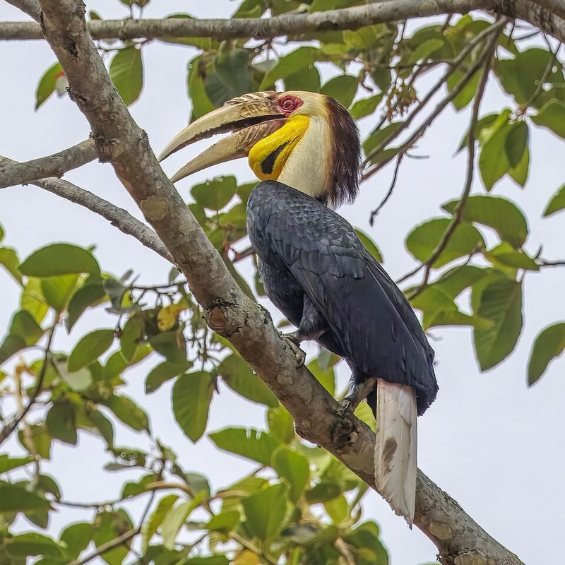Gewone jaarvogel (Rhyticeros undulatus) in Thailand