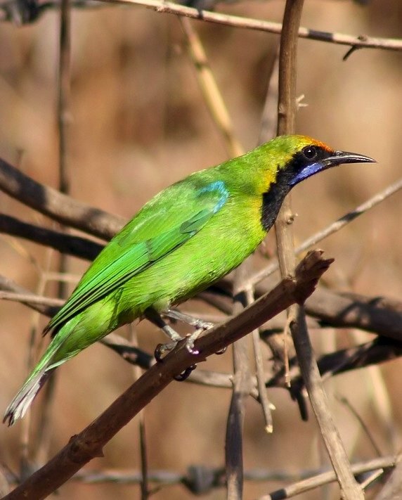 Goudvoorhoofdbladvogel (Chloropsis aurifrons) in Thailand