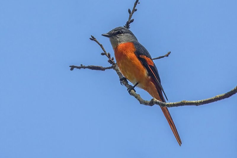 Grijskeelmenievogel (Pericrocotus solaris) in Thailand