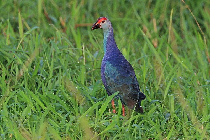 Grijskoppurperkoet (Porphyrio poliocephalus) in Thailand