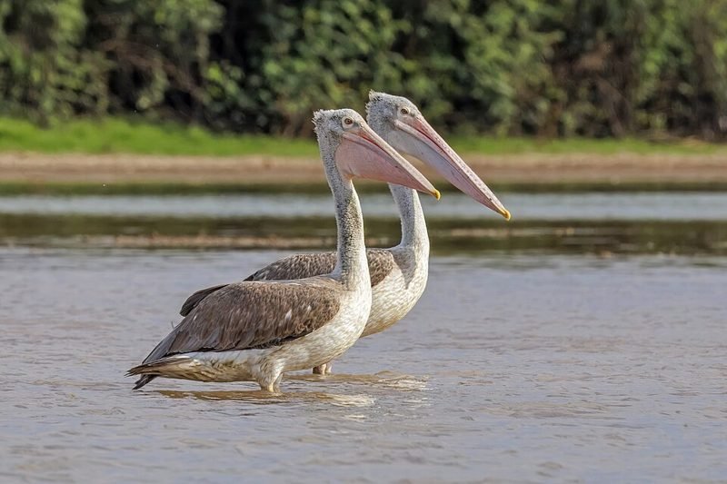 Grijze pelikaan (Pelecanus philippensis) in Thailand