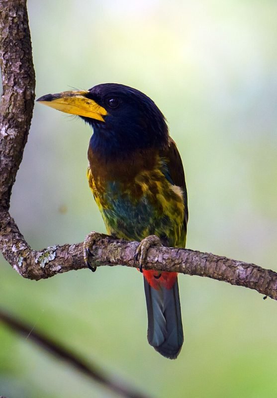 Grote baardvogel (Psilopogon virens) in Thailand