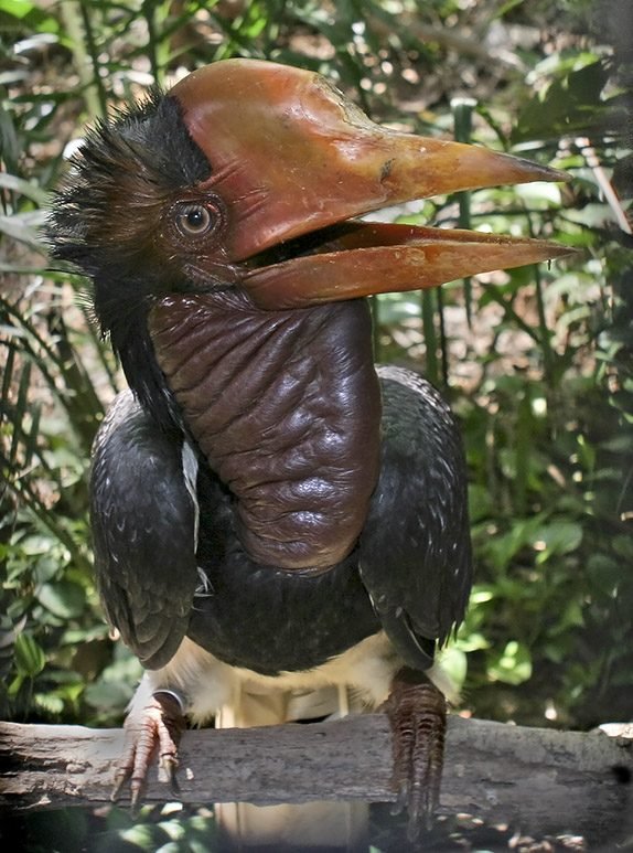Helmneushoornvogel (Rhinoplax vigil) in Thailand