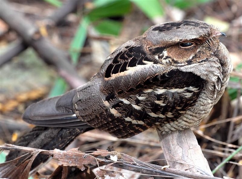 Horsfields nachtzwaluw (Caprimulgus macrurus) in Thailand