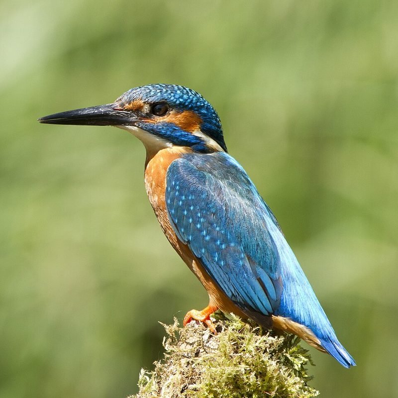 IJsvogel (Alcedo atthis) in Thailand