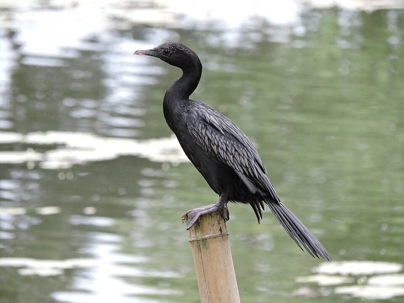 Indische dwergaalscholver (Microcarbo niger) in Thailand