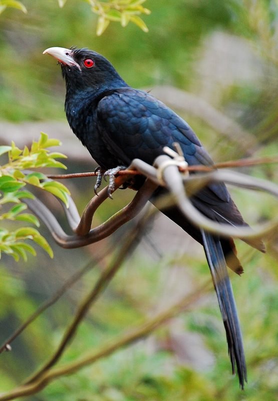 Indische koël (Eudynamys scolopaceus) in Thailand
