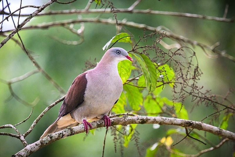 Indische muskaatduif (Ducula badia) in Thailand