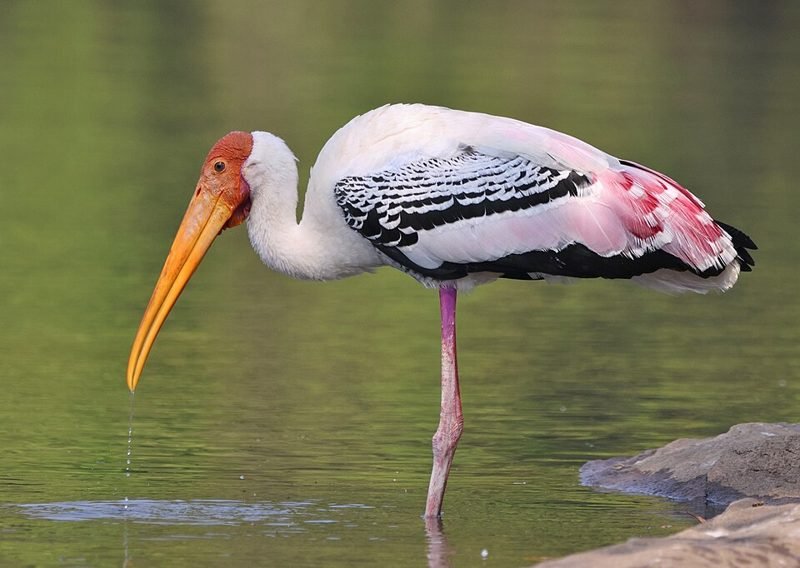 Indische nimmerzat (Mycteria leucocephala) in Thailand