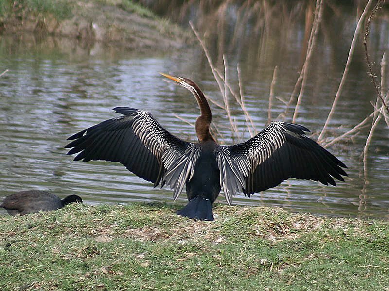 Indische slangenhalsvogel (Anhinga melanogaster) in Thailand