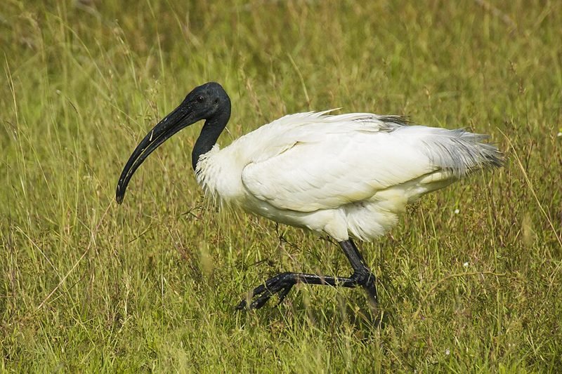 Indische witte ibis (Threskiornis melanocephalus) in Thailand