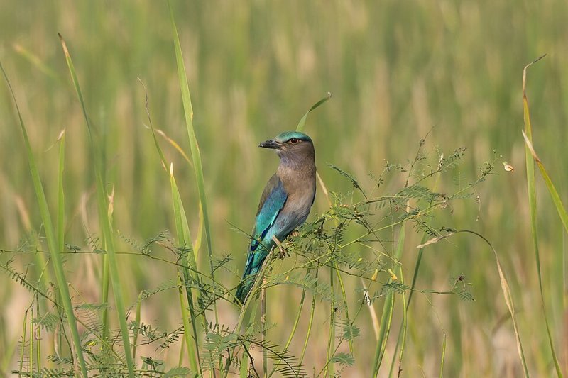 Indochinese scharrelaar (Coracias affinis) in Thailand