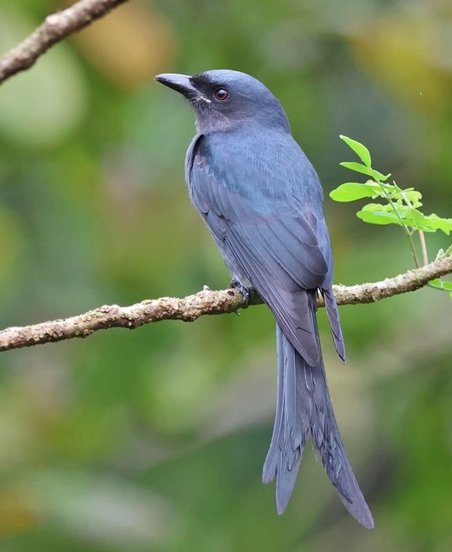 Koningsdrongo (Dicrurus macrocercus) in Thailand
