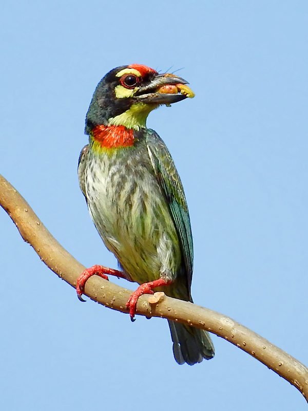 Kopersmid (Psilopogon haemacephalus) in Thailand