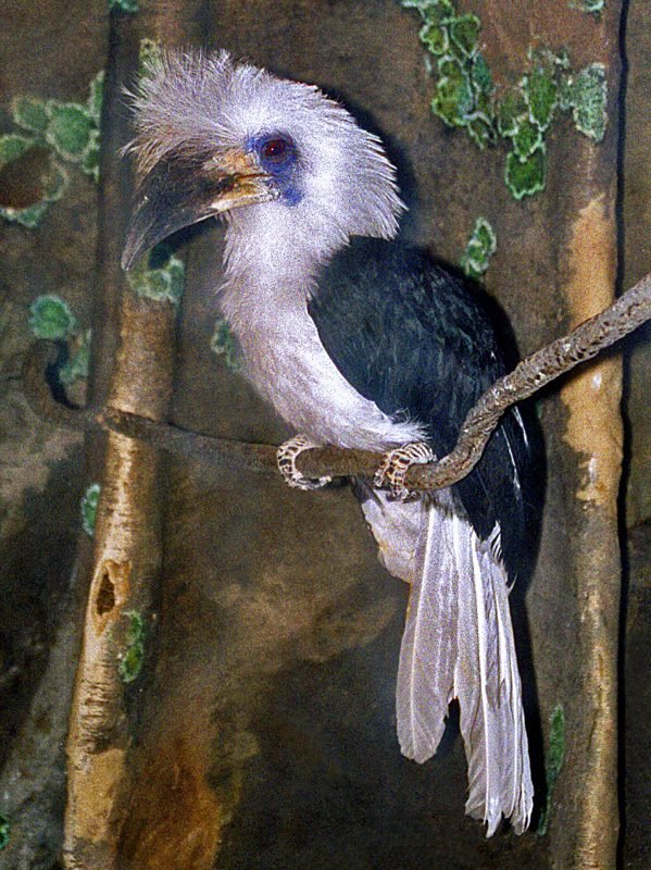 Langkuifneushoornvogel (Berenicornis comatus) in Thailand