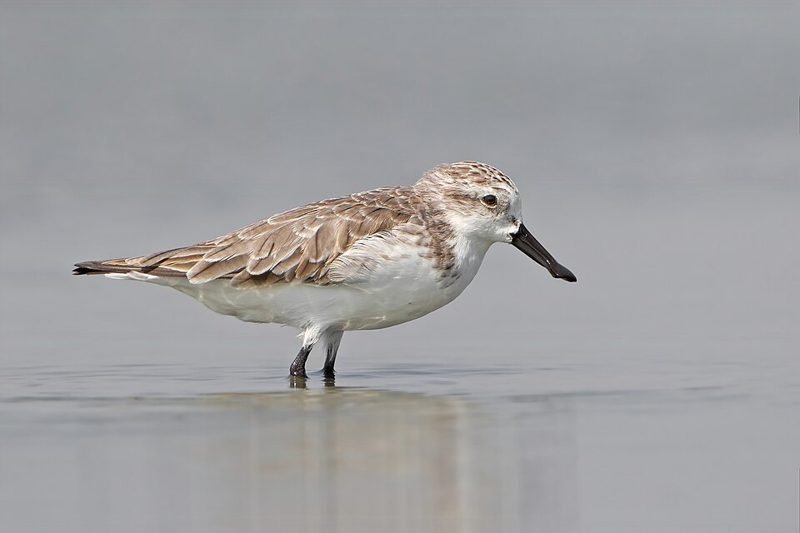 Lepelbekstrandloper (Calidris pygmaea) in Thailand