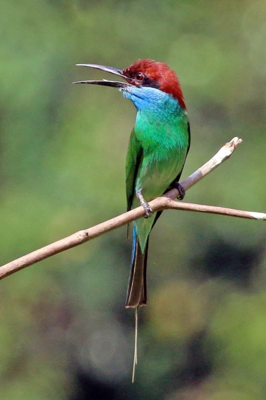 Maleise bijeneter (Merops viridis) in Thailand