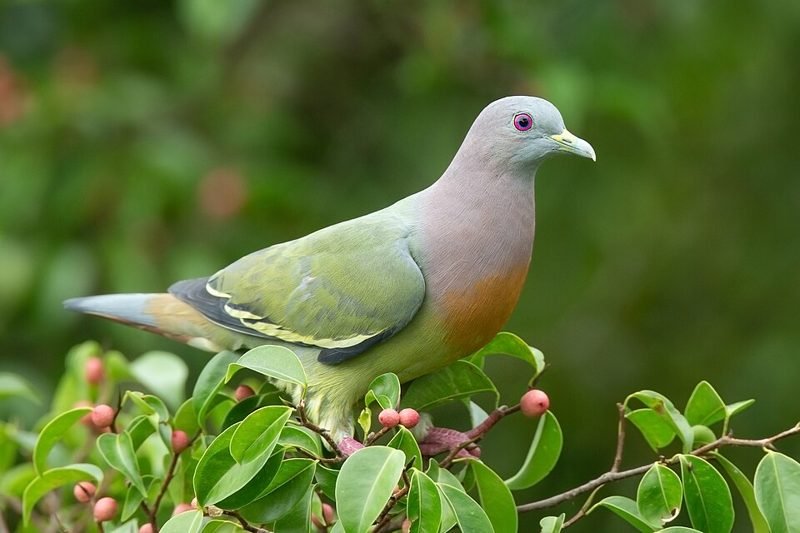Maleise papegaaiduif (Treron vernans) in Thailand
