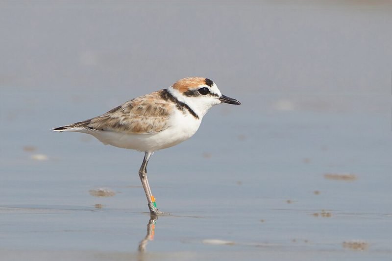 Maleise plevier (Charadrius peronii) in Thailand