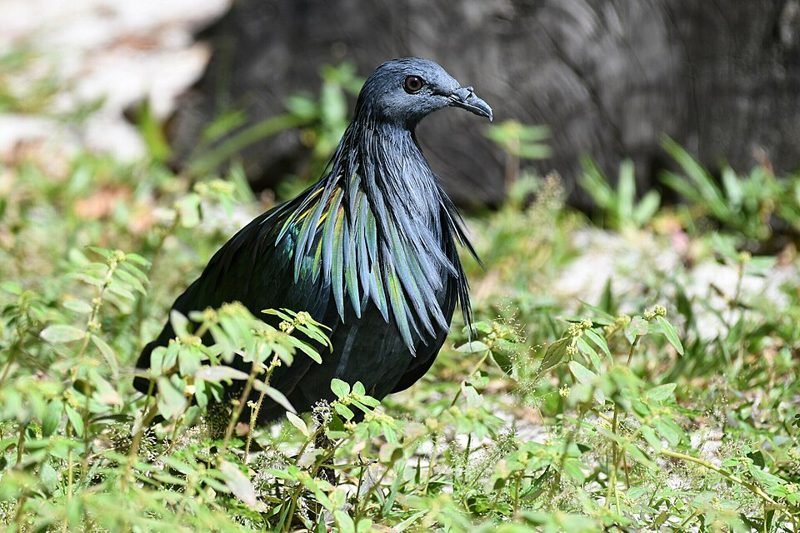 Manenduif (Caloenas nicobarica) in Thailand