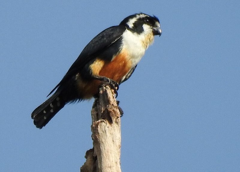 Musvalk (Microhierax fringillarius) in Thailand