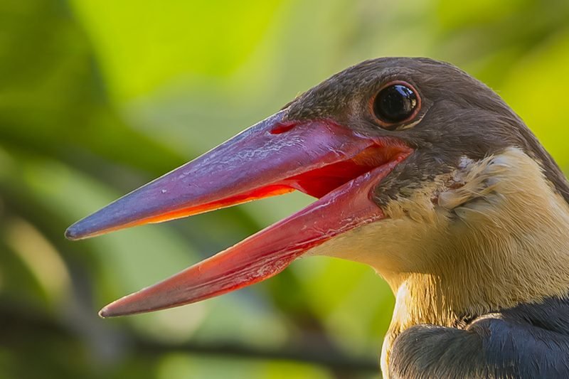 Ooievaarsbekijsvogel (Pelargopsis capensis) in Thailand