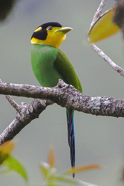 Papegaaibreedbek (Psarisomus dalhousiae) in Thailand