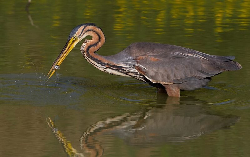 Purperreiger (Ardea purpurea) in Thailand