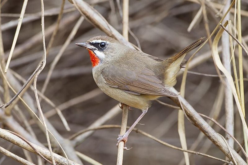 Roodkeelnachtegaal (Calliope calliope) in Thailand