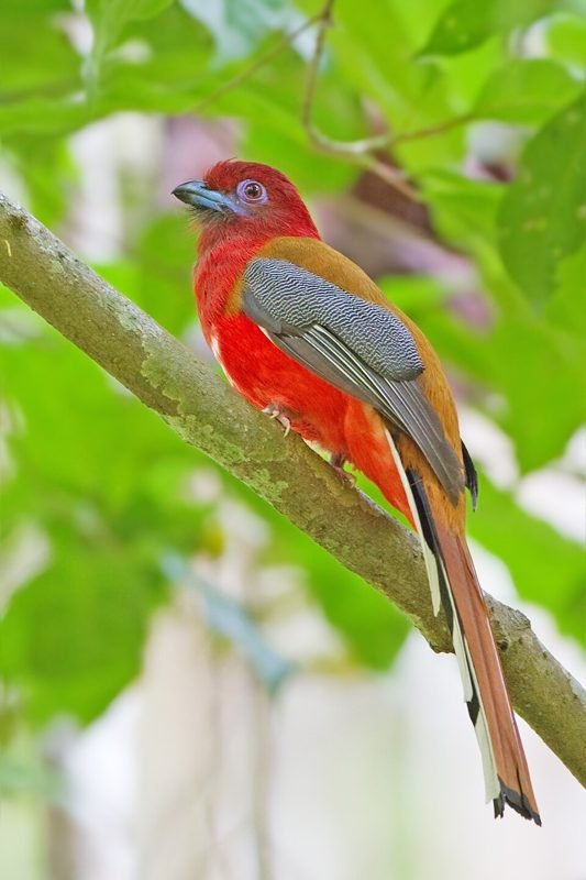Roodkoptrogon (Harpactes erythrocephalus) in Thailand