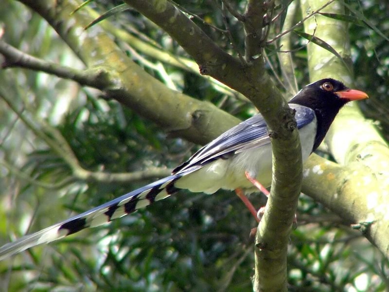 Roodsnavelkitta (Urocissa erythroryncha) in Thailand