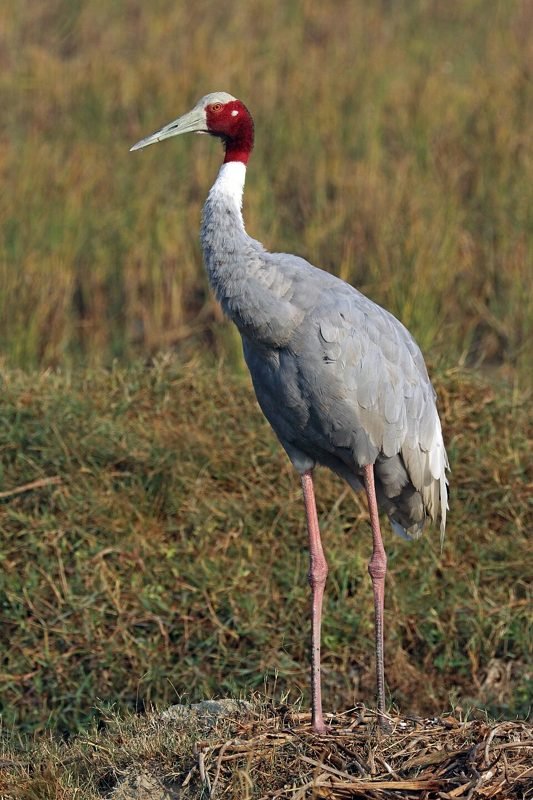 Saruskraanvogel (Antigone antigone) in Thailand