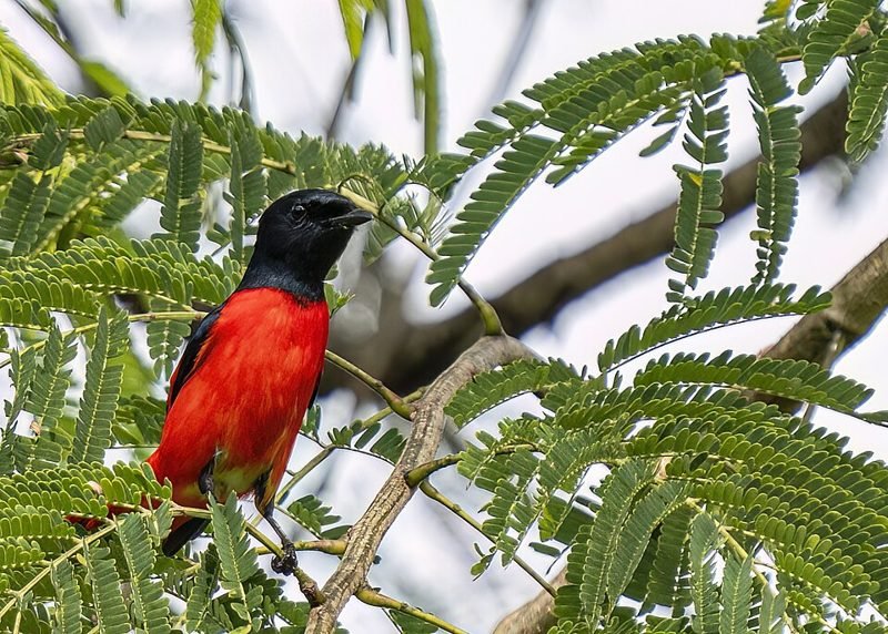 Scharlaken menievogel (Pericrocotus speciosus) in Thailand