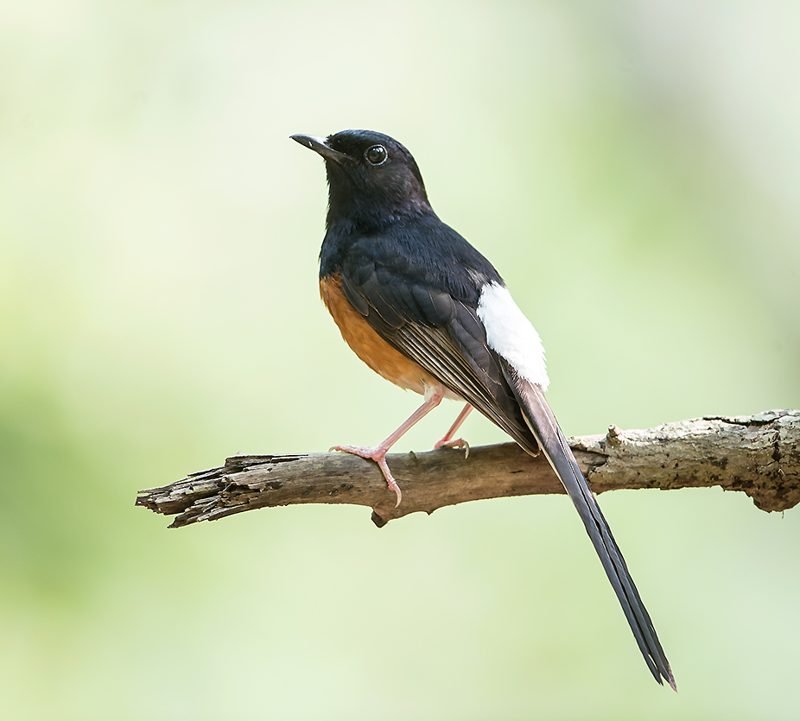 Shamalijster (Copsychus malabaricus) in Thailand