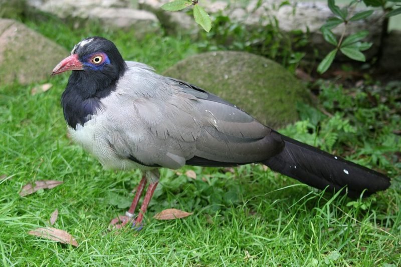 Siamese grondkoekoek (Carpococcyx renauldi) in Thailand