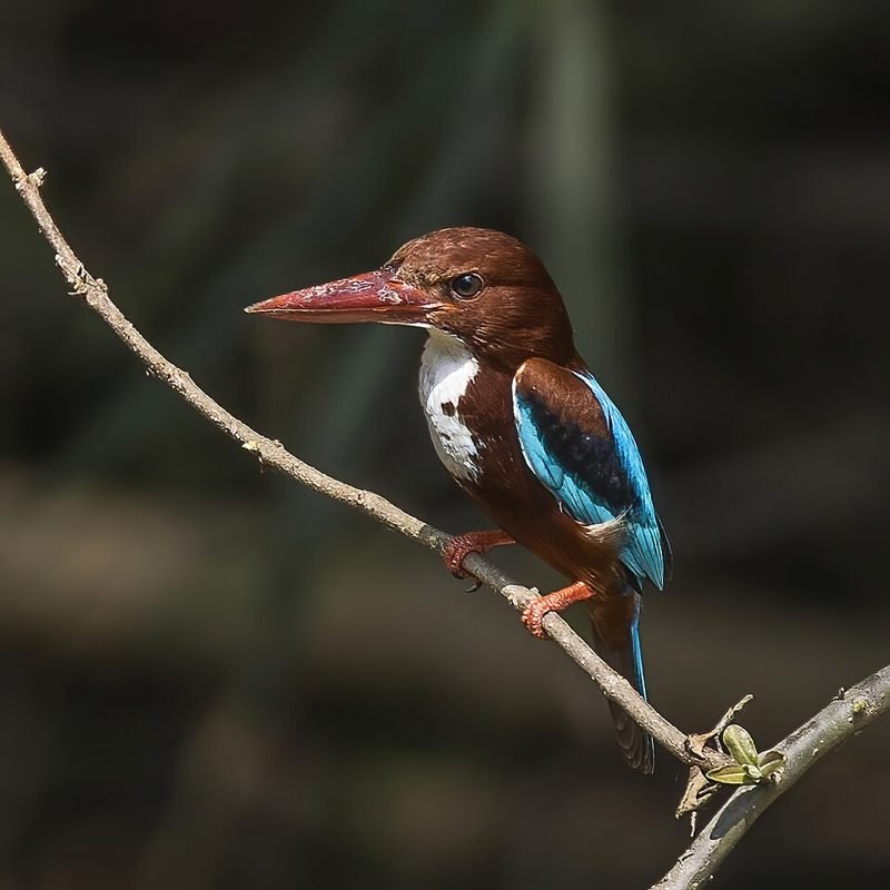 Smyrna-ijsvogel (Halcyon smyrnensis) in Thailand