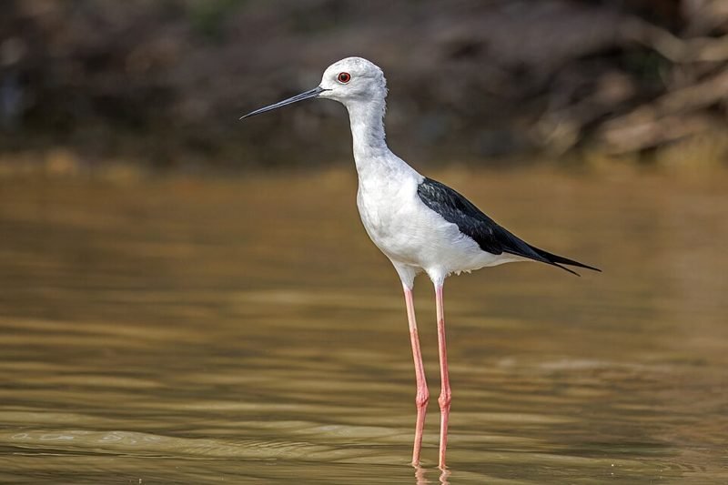 Steltkluut (Himantopus himantopus) in Thailand